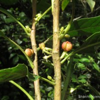 Agrostistachys indica Dalzell